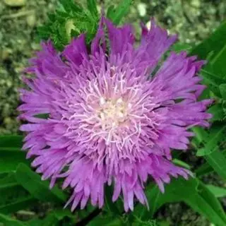 NatureHills.com aster