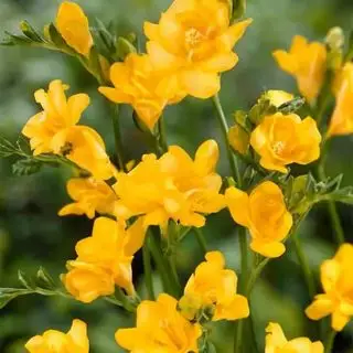 NatureHills.com freesia