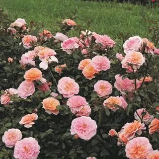 NatureHills.com steg
