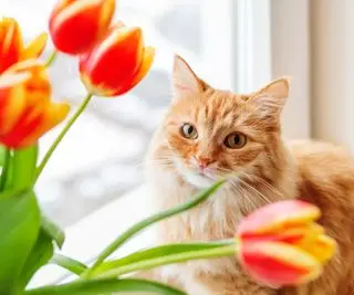 Kat med tulipaner