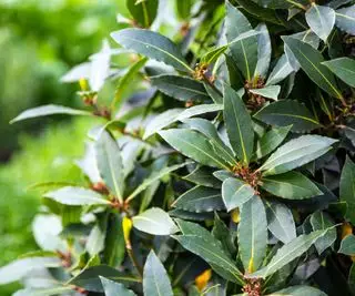 Primo piano dell'albero di alloro (Laurus nobilis)