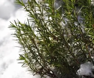 Primo piano della pianta di rosmarino nella neve