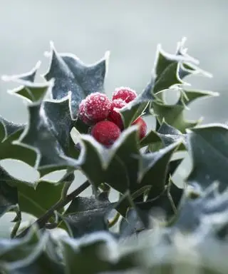 Agrifoglio, Ilex aquifolium con leggera glassa e bacche rosso vivo