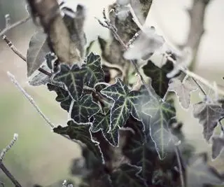 Foglie d'edera congelate che circondano il tronco d'albero nel giardino invernale