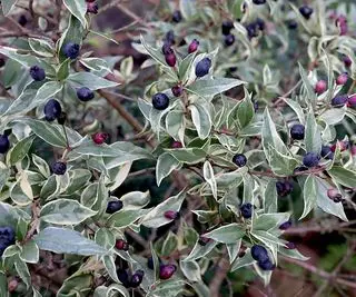 Myrtus communis ‘Variegata’ mirto variegato con bacche viola scuro e foglie variegate