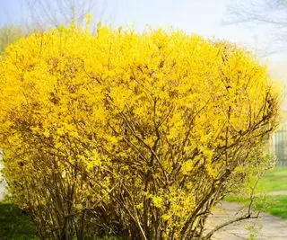 Forsythia busk med gul blomst
