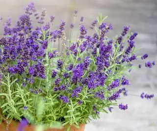 Lavendelplante som vokser i en leirkrukke
