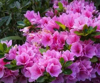Rosa asalea i blomst