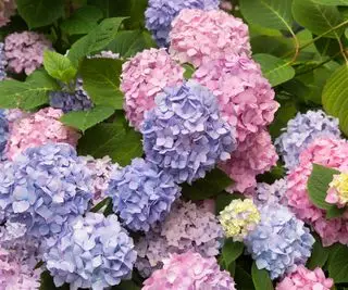 Hortensia macrophylla Endless Summer