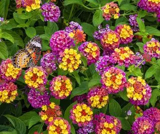 Rosa og gule Lantana camara blomster