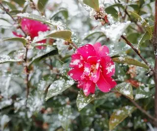 Camellia busk i blomst i snøen