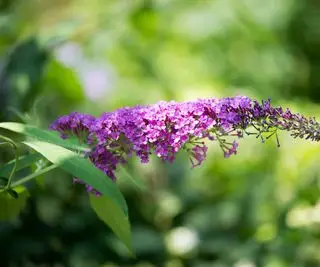 buddleja blomst