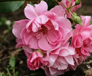 Rosa roser i blomst