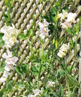 Et espaliergjerde med klatrende søte erteblomster.