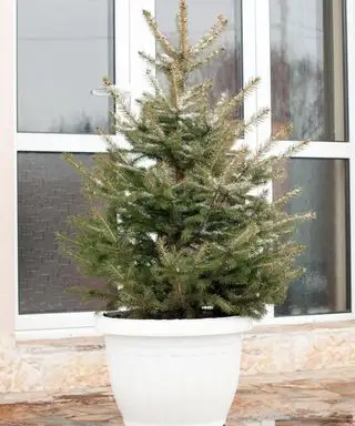 Lebender Tannenbaum im Topf, vorbereitet für Weihnachten