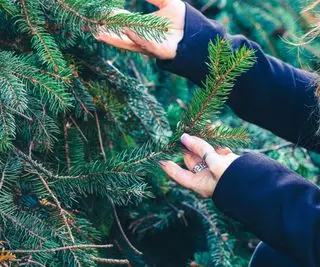 Frau überprüft Zweige eines Weihnachtsbaums