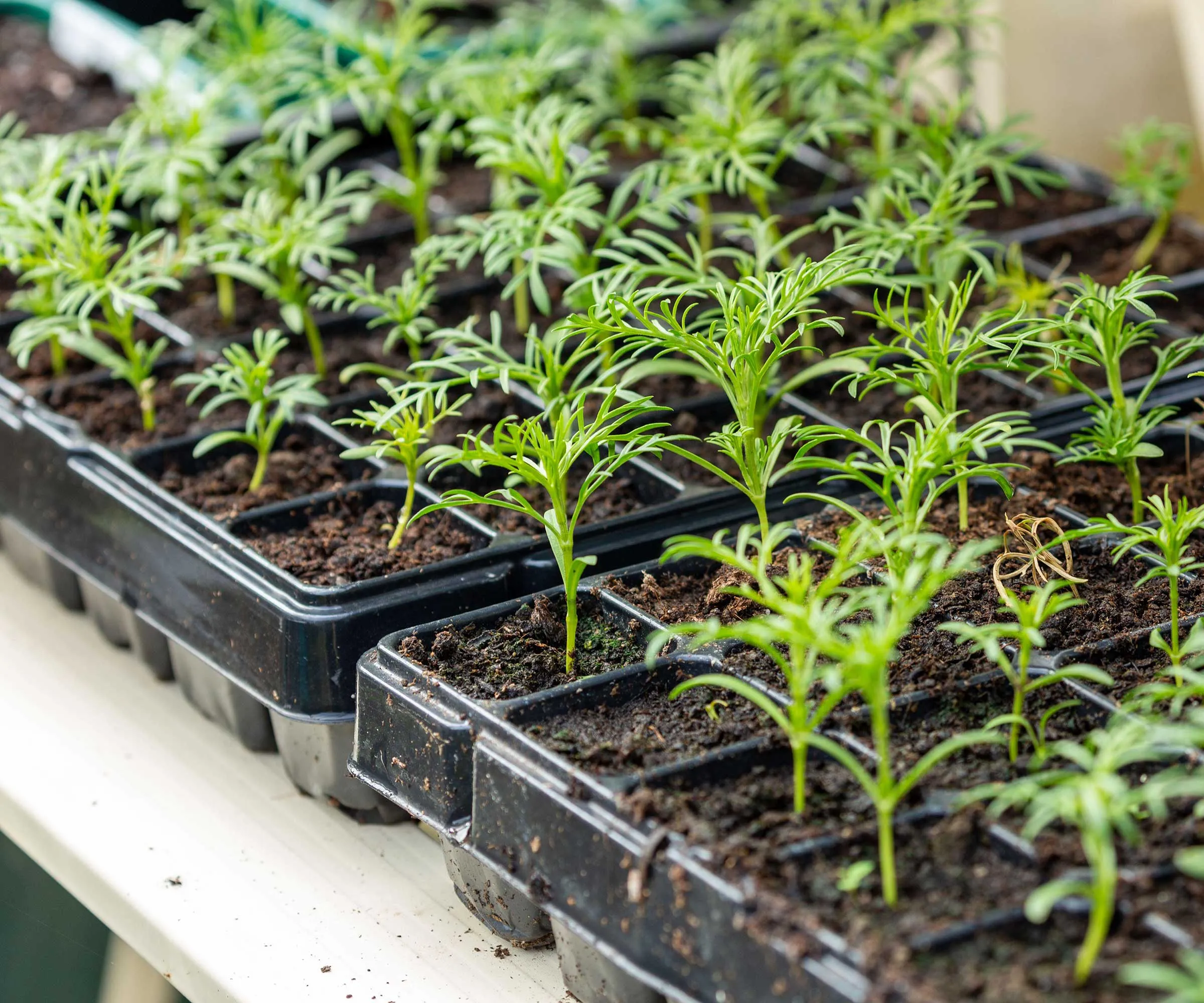 mudas de cosmos em bandejas' loading='lazy' title=