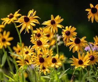 gule rudbeckias
