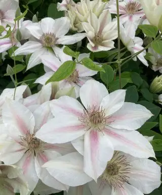 Clematis Corinne
