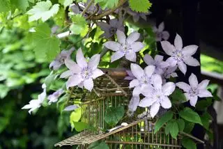 Clematis a drevená vtáčia klietka