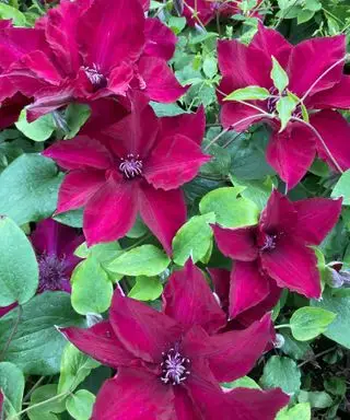Clematis nubia