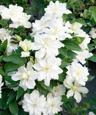 plamienok biela arabella