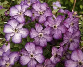 Clematis super nova