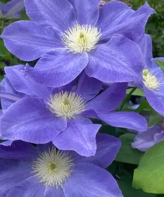 Clematis Diana