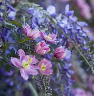 Clematis