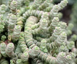 Colar de jade / crassula hotentote