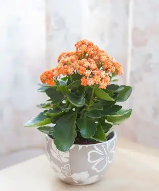 Flores laranja kalanchoe