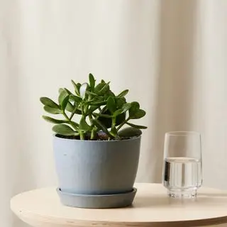 Planta de jade Plants.com
