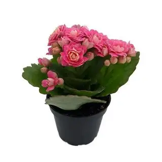 Kalanchoe rosa,plants.com