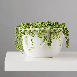 Colar de pérolas Plants.com