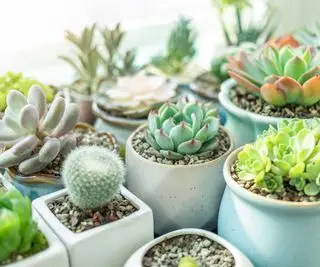 coleção de pequenos vasos de suculentas e cactos
