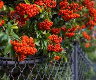 Pyracantha coccinea (Pyracantha coccinea).