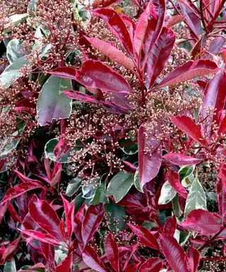 Photinia x fraseri ‘Louise’ julebær Louise – rødbrune bladskudd, spirende blomsterklaser og mørkegrønne blader med kremkanter,