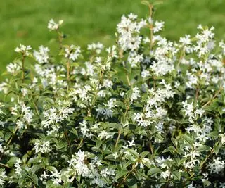 Osmanthus X Burkwoodii eviggrønn hekk med hvite blomster
