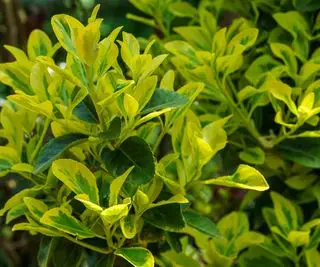 Euonymus japonicus Aureo-Marginata med spraglete grønn-gule blader en god hekkplante med lite vedlikehold