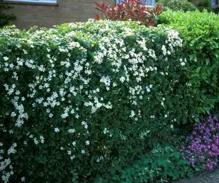 Choisya-hekk i blomst med hvite blomster