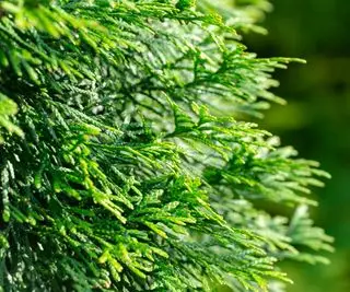 Nærbilde av grønne teksturjuleblader av Thuja occidentalis Smaragd