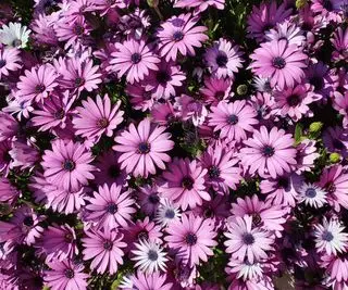 Flores rosadas de un osteospermum en flor