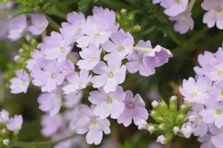 Verbena