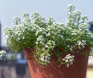 Planta de alyssum dulce que florece en un recipiente