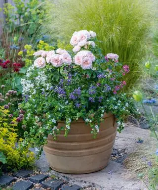 recipiente de verano lleno de rosas rosa pálido, bacopa blanca, Lobelia