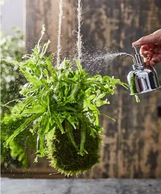 Planta de kokedama nebulizada