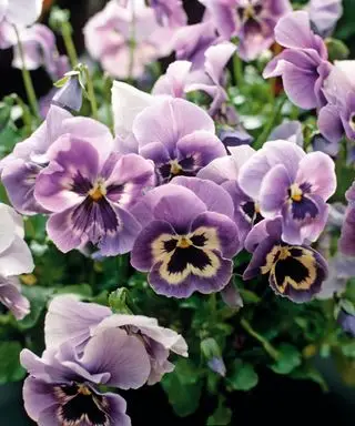 Las mejores flores de invierno para plantar pensamientos.