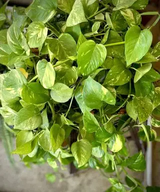 Primer plano de una planta madura de potos dorados