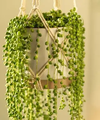 planta colgante de collar de perlas
