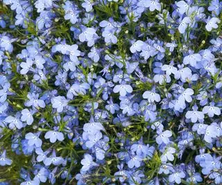 flores de lobelia